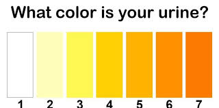 Warna air kencing ketika hamil muda. 10 Warna Urine Dan Artinya Bagi Kesehatan Jangan Disepelekan Semua Halaman Kids