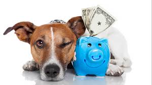 Cat insurance is designed to cover the cost of vet's bills for unexpected accidents or illnesses up to a set amount depending on the policy and level of cover. 5 Ways To Claim Your Pets On Your Tax Return Marketwatch