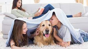 Mosquitoes can transmit heartworm larvae to dogs and cats while pest control cannot guarantee that your pets will not get heartworms, it can help reduce. Is Pest Control Safe For My Family And Pets Modern Pest Services