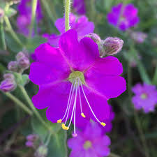 Purple wildflowers of west and southwest usa plants > wildflowers > purple. California Native Flowering Plants And Wildflowers Ovlc Ovlc