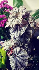 Check spelling or type a new query. Begonia Looking Glass Album On Imgur
