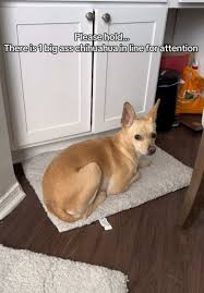 Image result for chihuahua big obesity