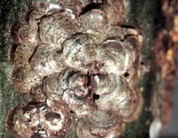 Image result for Pycreus melas