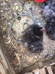 Bantam chicken breeds bantam chickens chickens and roosters laying chickens fancy chickens chickens backyard pretty birds white cochin bantam. Blue Bantam Cochin Frizzle Hen Chrissys Cochin Chickens Facebook