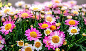 Image result for foto Kopretina