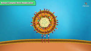 Creep or crawl) herpes simplex viruses belong to the ubiquitous herpesviridae family human herpes simplex virus (hsv) causes contagious infection with a. Herpes Simplex Virus Replication Steps Microbiology Animations Youtube