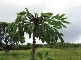 Image result for Brucea antidysenterica