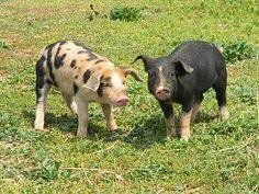 32 Rare Breed Pigs Ideas Rare Breed Breeds Pig