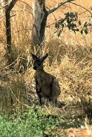 Australian Animals Marsupials Euro Common Wallaroo Marsupial Australian Animals Wallaroo