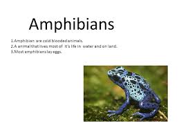 In other words, our own body has the ability to keep us at. Amphibians 1 Amphibian Are Cold Blooded Animals Ppt Video Online Download