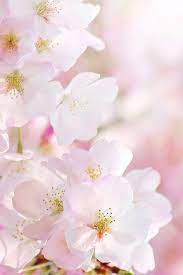 Message Flower Photos Flowers Beautiful Flowers