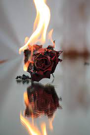 Rose On Fire Rose On Fire Fire Photography Aesthetic Roses