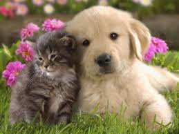 chaton et chiot labrador