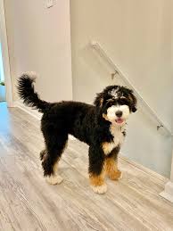 Find your new companion at nextdaypets.com. Hoosier Canines Bernedoodle And Goldendoodle Puppies In Indiana