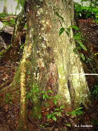 Image result for Myrianthus