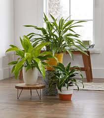 Which houseplants will purify the air? Indoor Plants For Low Light Better Homes Gardens