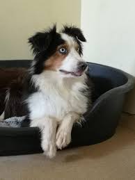 Es handelt sich bei ihm um einen ca 3 jährigen australian shepherd rüden. Australian Shepherds Aus Beschlagnahmung Tierheim Lubbecke