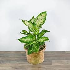 Image result for dieffenbachia flower