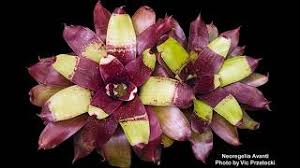 Teknik perbanyakan tanaman hias bromelia dengan tusuk titik tumbuh. 82 Macam Nama Bromelia Genus Marga Neoregelia Youtube