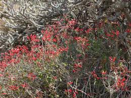 Image result for Justicia incana