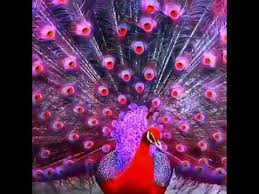 Cara mewarnai burung anti luntur / perl wordlist i. 99 Koleksi Gambar Burung Merak Merah Hd Gambar Hewan