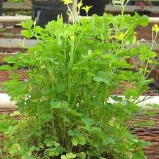 Image result for Oxalidaceae