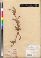 Image result for Aeschynomene elaphroxylon