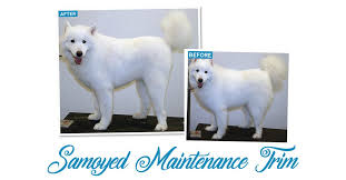 A stout tail like a basset's provides a useful handle. Samoyed Maintenance Trim Groomer To Groomer Magazine