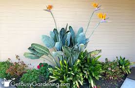 If the plants are allowed to gro. Bird Of Paradise Plant Care Growing Guide Get Busy Gardening
