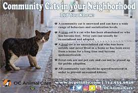 At the same time, you want a spot that's the closest it can be to your home. What Is A Feral Cat Oc Animal Care