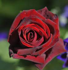 Check spelling or type a new query. Top 6 Red Roses For The Garden The English Garden