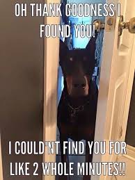 Hahah This Is So My Doberman He Follows Me Everywhere Every Morning I Work He S Following Me Around And Stays At M Doberman Pinscher Doberman Doberman Funny