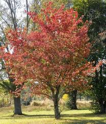 Check spelling or type a new query. Dogwood