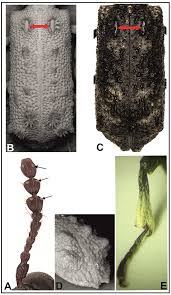 Image result for Harpachne