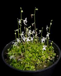 Image result for Bulbophyllum sandersonii