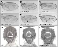 Uif online contains information on a broad spectrum of topics including news, announcements, gift planning resources. Plos One Uif A Large Transmembrane Protein With Egf Like Repeats Can Antagonize Notch Signaling In Drosophila