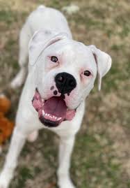 Havenwoods boxers * top quality akc german and american boxers. Give To Deaf Dogs Rock Roanoke Valley Gives