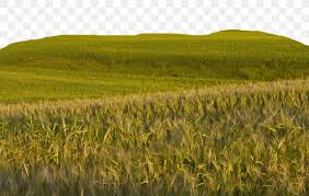 Download 82 wheat pattern free vectors. Bliss Wheat Wallpaper Png 1024x653px Bliss Agriculture Android Barley Cereal Download Free