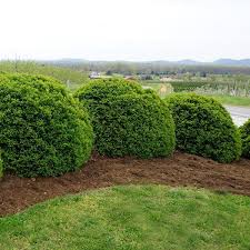 Our hybrid green velvet boxwood is better because we've planted, grown and shipped it for thanks to being super hardy and requiring next to no care, our velvet green boxwood is an extremely. Buxus X Green Velvet Green Velvet Boxwood From Saunders Brothers Inc