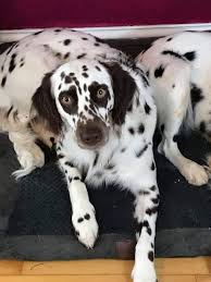 We did not find results for: Long Coat Dalmatians Home