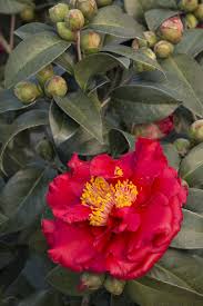 Bob Hope Camellia Monrovia Bob Hope Camellia 6 8 Feet Tall In 10 Years Larger With Age In 2020 Camellia Monrovia Plants Plant Catalogs