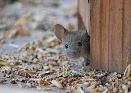 Mäusebekämpfung:die hausmaus gehört zu den kleinen nagern. Haus Maus Foto Bild Tiere Natur Bilder Auf Fotocommunity