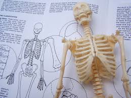 Free Skeleton Study 1 Stock Photo Freeimages Com