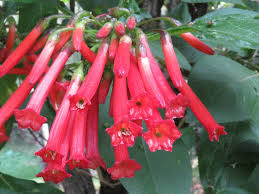 Image result for Iochroma