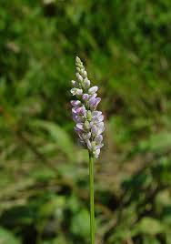 Image result for Palisota ambigua