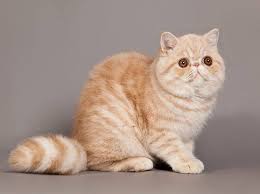 Wie die krankheit verläuft, hängt von den jeweiligen. Warum Es Keine Katze Mit Down Syndrom Geben Kann