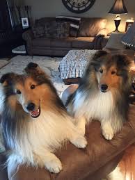 Maybe you would like to learn more about one of these? Pin On Cute Animals