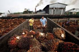 To add value to crude palm oil and make it ready for human consumption, malaysian manufacturers have installed the most extensive and. Malaysia Could Replace Indonesia As Top Palm Oil Supplier To India The Star