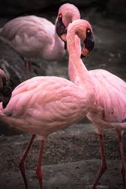 Flamingos or flamingoes are a type of wading bird in the family phoenicopteridae, the only bird family in the order phoenicopteriformes. Hd Wallpaper Animal Flock Bird Flamingo Pink Animals Feathers Love Wallpaper Flare
