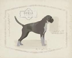 Robert wells is on facebook. Dog Club Boxer Giclee Print Clara Wells Art Com